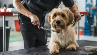 A dog receiving a careful full-service groom
